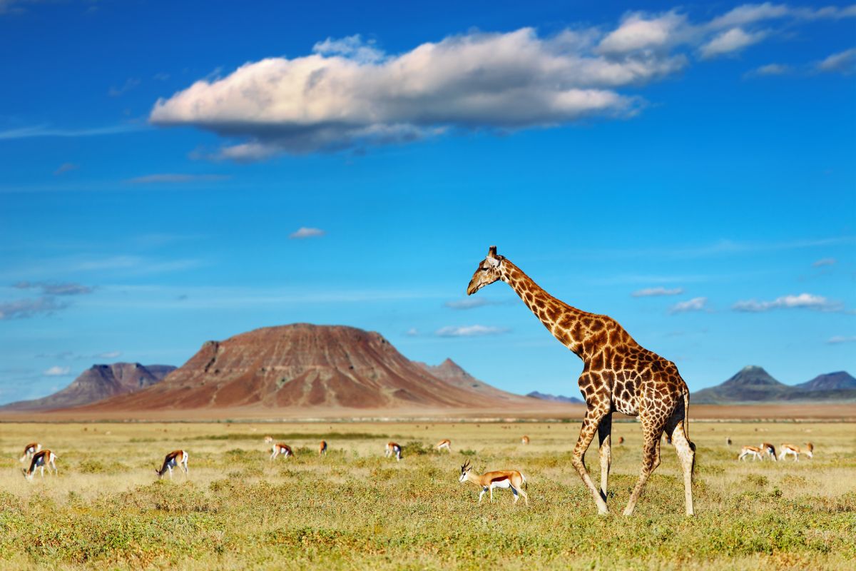 Safari Afrique