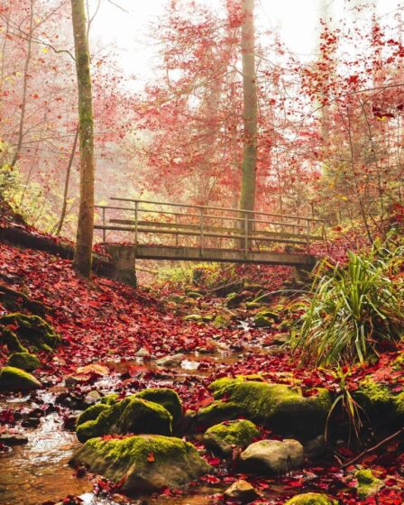 4 raisons de découvrir la magie de Brocéliande cet automne