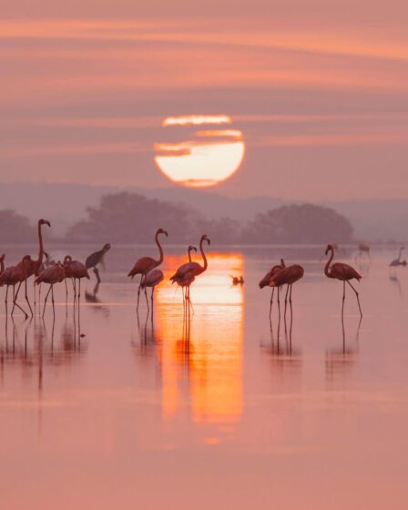 Découvrez la Venise espagnole : canaux paisibles et flamants roses