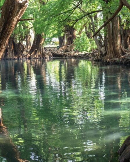 L'histoire fascinante de la Forêt Dansante : 90 ans de mystère scientifique