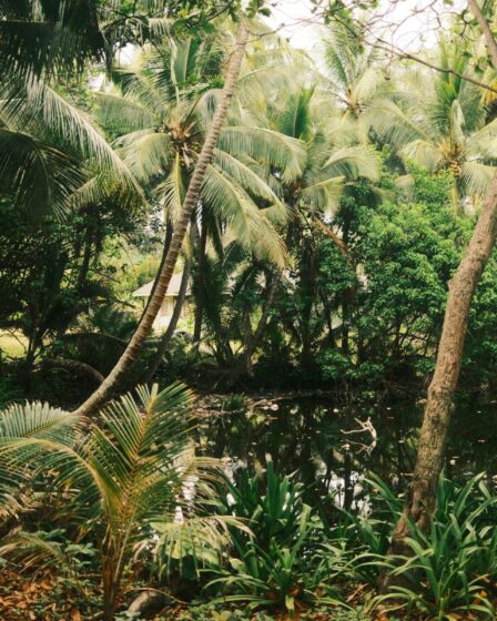 La plus grande oasis du monde : découvrez le désert saoudien exceptionnel