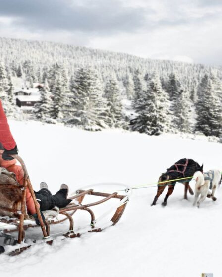 Ski en famille et chiens de traîneau : l'hiver dans les Alpes-Maritimes