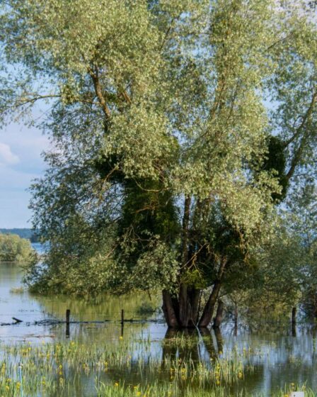 Découvrez le secret de la « petite mer » en Champagne qui sauve Paris