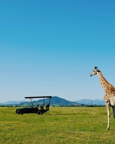 Safari éco en Tanzanie : un voyage inoubliable malgré le coût élevé