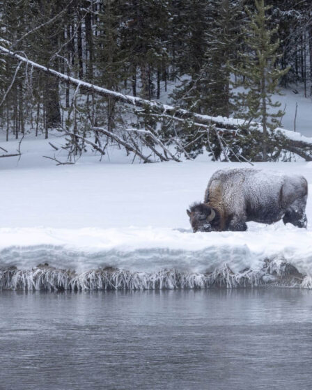 Hiver féerique : neige, geysers et loups dans ce parc naturel exceptionnel