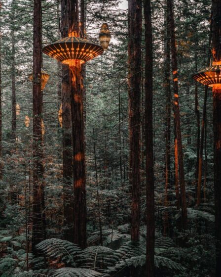 Forêt néo-zélandaise : un spectacle féerique à découvrir en 2026