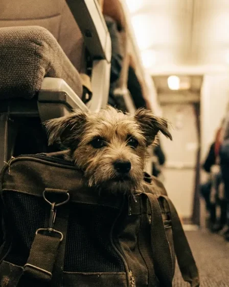 Amende de 791 francs pour un passager ayant sorti son chien en vol