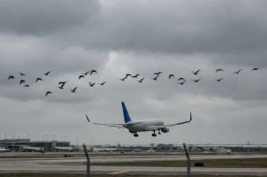 Collision aviaire : Air France fait demi-tour sur le vol Paris-Nantes