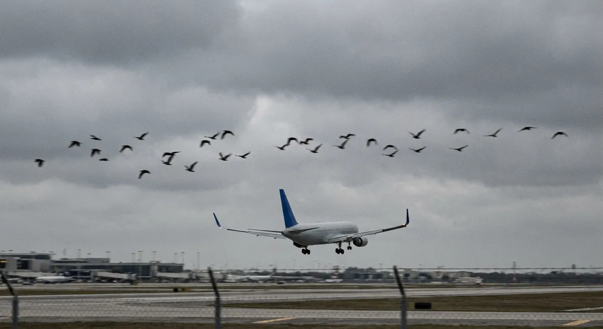 Collision aviaire : Air France fait demi-tour sur le vol Paris-Nantes