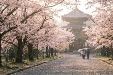 Cerisiers au Japon 2026 : floraison précoce à Tokyo, prix des vols en hausse