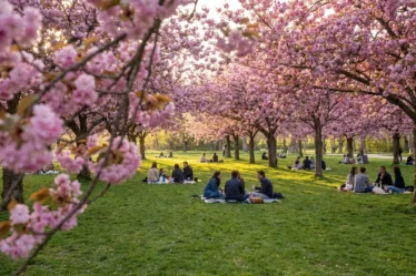 Hanami à Sceaux 2026 : Réservation obligatoire pour les cerisiers centenaires